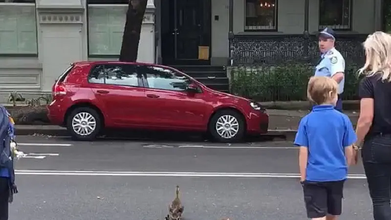 Seekor bebek bersama delapan ekor anaknya mengalami kesulitan untuk menyeberang jalan di kawasan Woolhara, Sydney (Polisi Sydney)