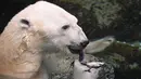Seekor beruang kutub jantan, Tongki memakan balok es berisi ikan di Everland Resort, Korea Selatan, Kamis (21/6). Akibat udara panas, pihak pengelola kebun binatang berinisiatif untuk memberi es krim pada beruang 23 tahun itu. (AFP/Jung Yeon-je)