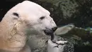 Seekor beruang kutub jantan, Tongki memakan balok es berisi ikan di Everland Resort, Korea Selatan, Kamis (21/6). Akibat udara panas, pihak pengelola kebun binatang berinisiatif untuk memberi es krim pada beruang 23 tahun itu. (AFP/Jung Yeon-je)