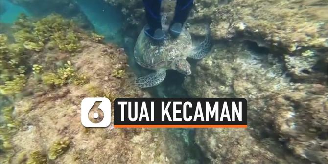 VIDEO: Ulah Turis Berdiri di Atas Penyu Saat Snorkeling Tuai Kecaman