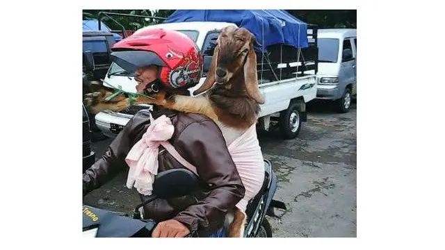 6 Potret Orang Bonceng Hewan Pakai Motor Ini Bikin Melongo