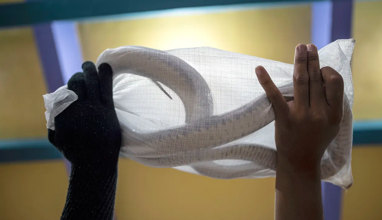 Petugas melakukan proses packing ular hidup di salah satu perusahaan eksportir di Surabaya, 13 Februari 2019. Ular-ular tersebut diekspor secara legal untuk memenuhi kebutuhan menu masakan di Guangzhou, China. (Juni Kriswanto/AFP)