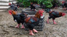 Ayam Dong Tao berada di pekarangan peternakan unggas di Provinsi Hung Yen, Vietnam, 12 Januari 2023. Uniknya, ayam jenis ini memiliki kaki yang tebal dan berbeda dengan unggas lainnya. (Nhac NGUYEN/AFP)