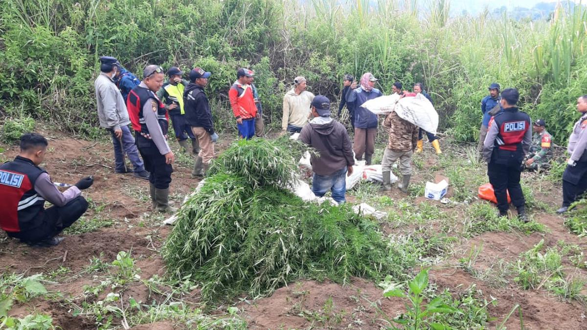 Kasus Ladang Ganja di Bromo Viral, Kemenhut Duga Ada yang Tak Suka Drone Harus Berbayar