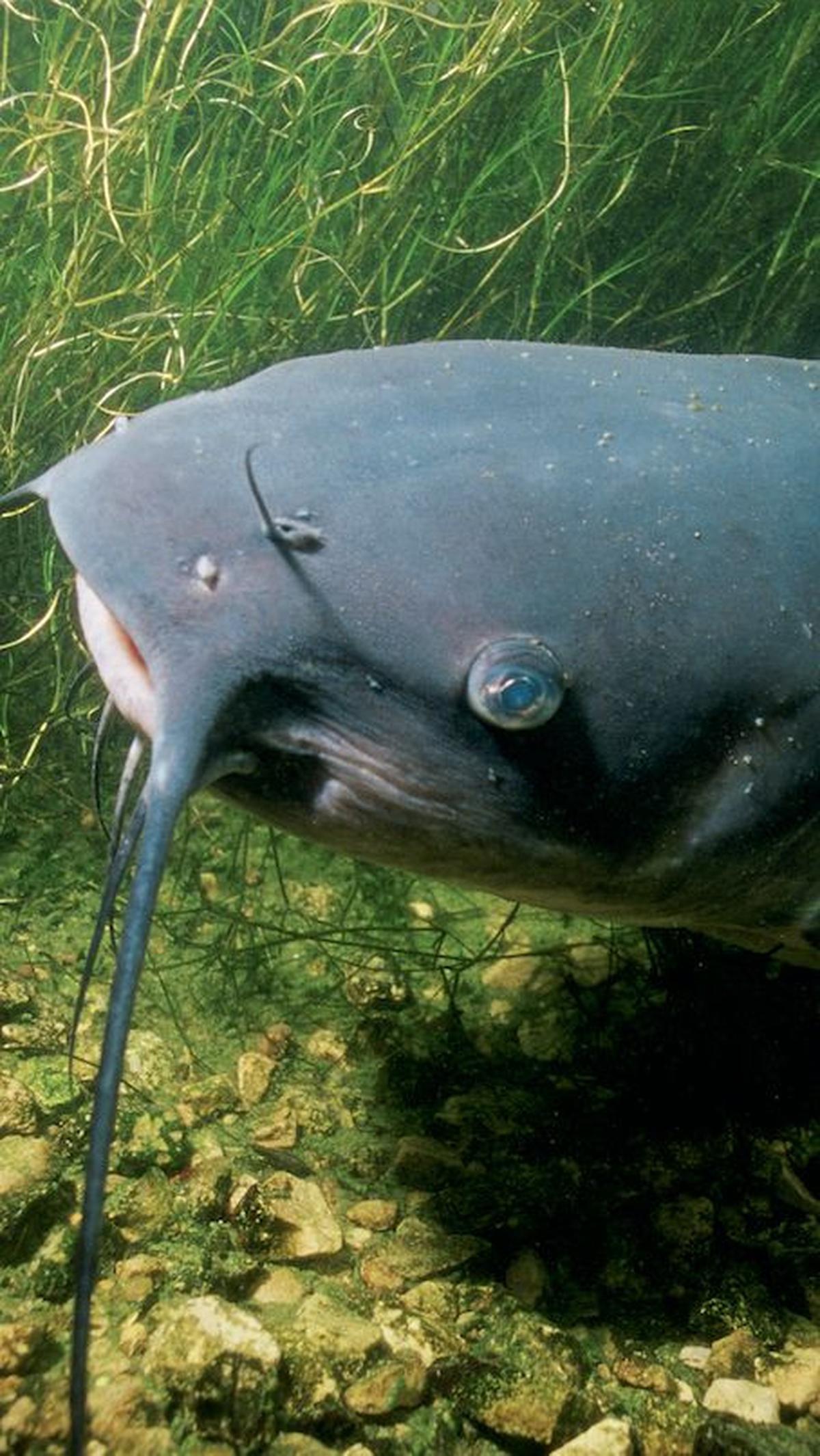 11. Ikan<br>