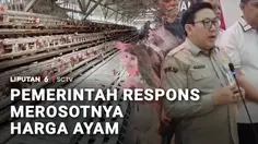 Harga Ayam Anjlok, Pemerintah Siapkan Langkah Penyelamatan Peternak