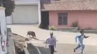 Babi Hutan Mengamuk Bikin Panik Pengunjung Puskesmas