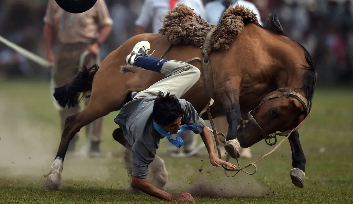 Seorang gaucho atau koboi terjatuh saat menaiki kuda liar pada kompetisi rodeo di San Antonio de Areco , Argentina, Minggu (8/11). Di acara ini, para gaucho saling bersaing menunjukkan keahlian mereka menunggangi kuda liar. (AFP PHOTO / Eitan Abramovich)