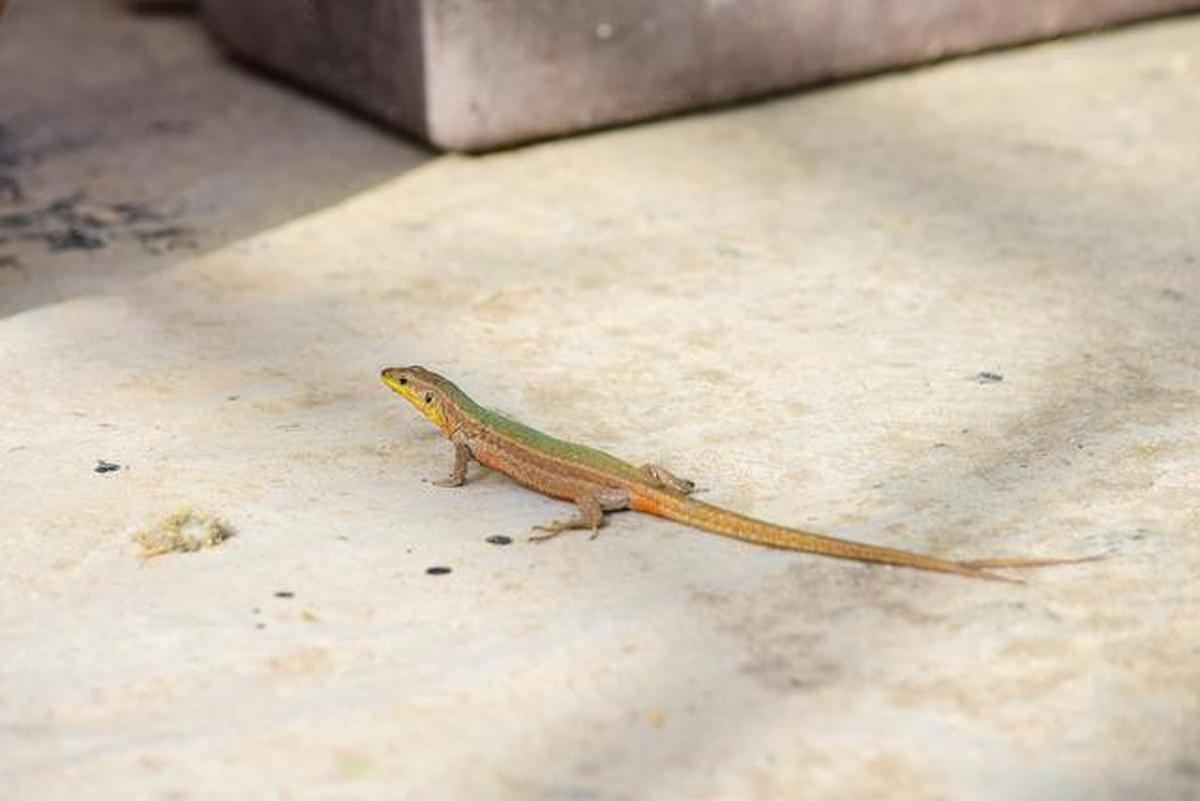 Apakah Cicak Beracun Jika Tidak Sengaja Menyentuh Makanan?