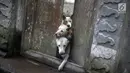 Sejumlah ekor anjing yang ditinggalkan pengungsi menunggu diberi makan di Dusun Sogra, Desa Sebudi, Karangasem, Bali, Minggu (3/12). Setiap hari, para relawan tersebut berkeliling untuk membagikan makanan bagi hewan. (Liputan6.com/Immanuel Antonius)