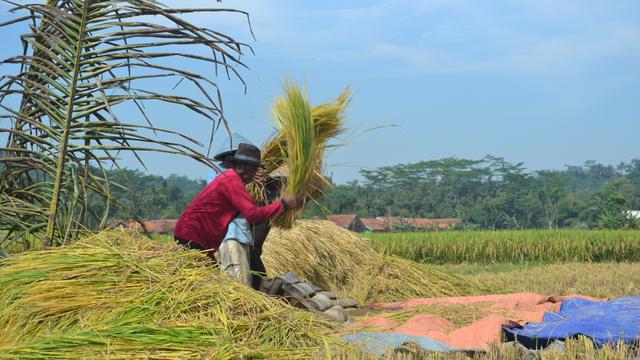 Petani di sejumlah wilayah Banyumas memasuki musim panen. (Foto: Liputan6.com/Muhamad Ridlo)