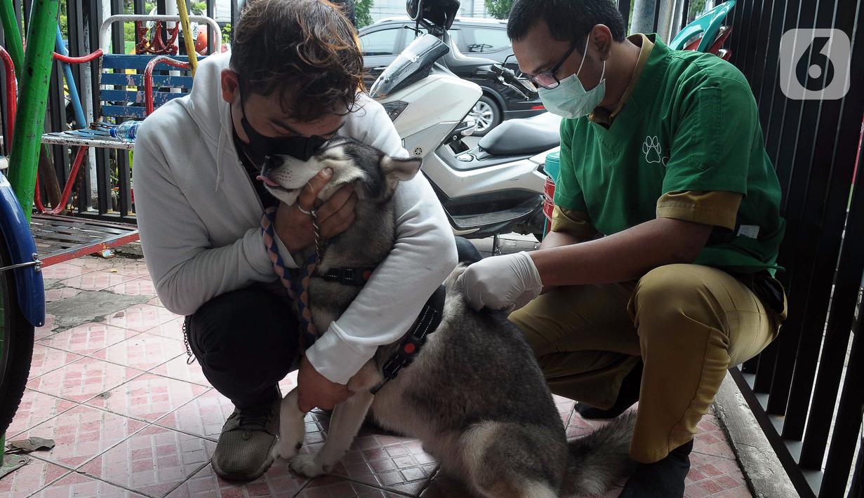 Vaksin rabies ini mengarah pada sasaran anjing, kucing, kera, dan musang secara berkelanjutan dan pengendalian populasi melalui sterilisasi hewan penular rabies (HPR). (merdeka.com/Imam Buhori)
