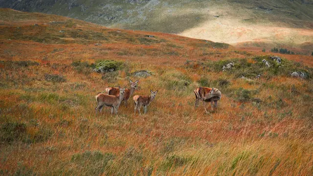Rannoch Moor