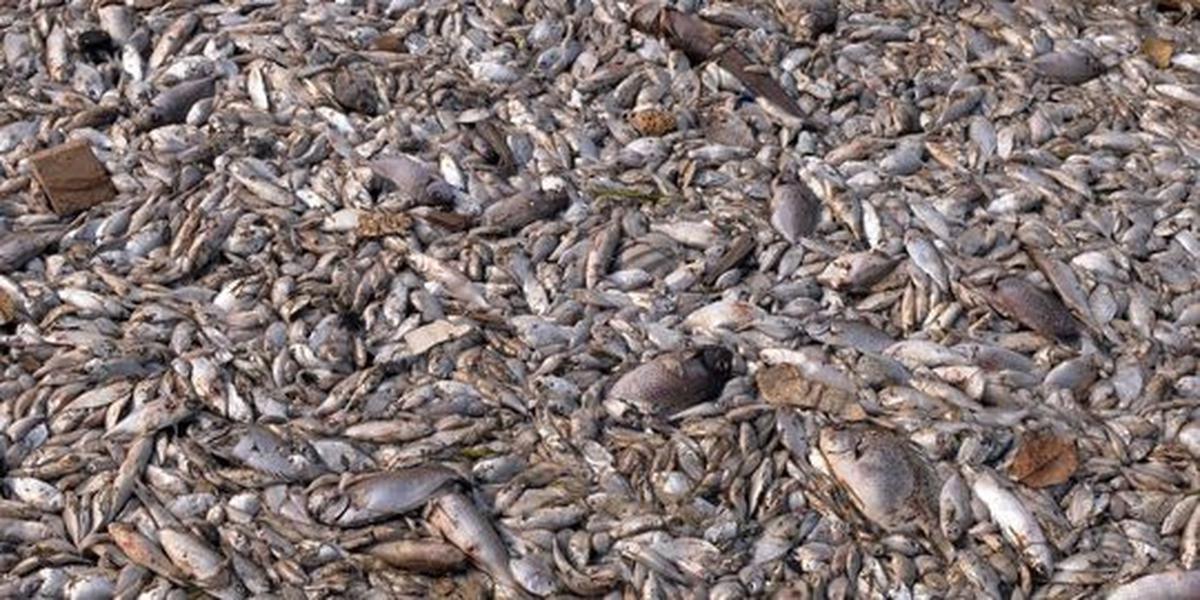 Ribuan ikan di Waduk Jatiluhur mati mendadak