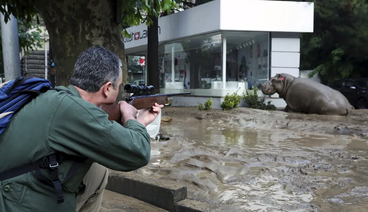 Petugas mengarahkan senapan pembius ke arah kuda nil yang berkeliaran di tengah kota di Tbilisi, Georgia, Minggu (14/6/2015). Banjir yang melanda daerah tersebut menyebabkan sejumlah hewan lepas dari kebun binatang. (REUTERS/Beso Gulashvili)