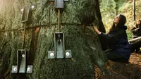 Julia Hill tinggal di atas pohon redwood tua berusia 1.500 tahun  (AP/Shaun Walker)