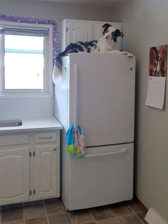 Kocak, 7 Potret Anjing Meniru Tingkah Kucing