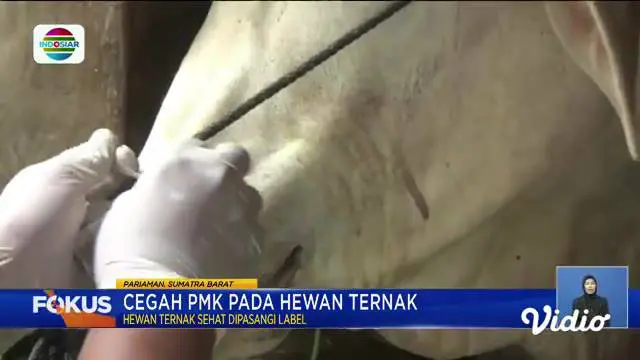 Perbarui informasi Anda bersama Fokus (07/07) dengan berita-berita sebagai berikut, Sapi Terpapar PMK Dimusnahkan, Kapal Motor Tenggelam, Lezatnya Mi Ayam Jumbo, PPATK Blokir 60 Rekening ACT.