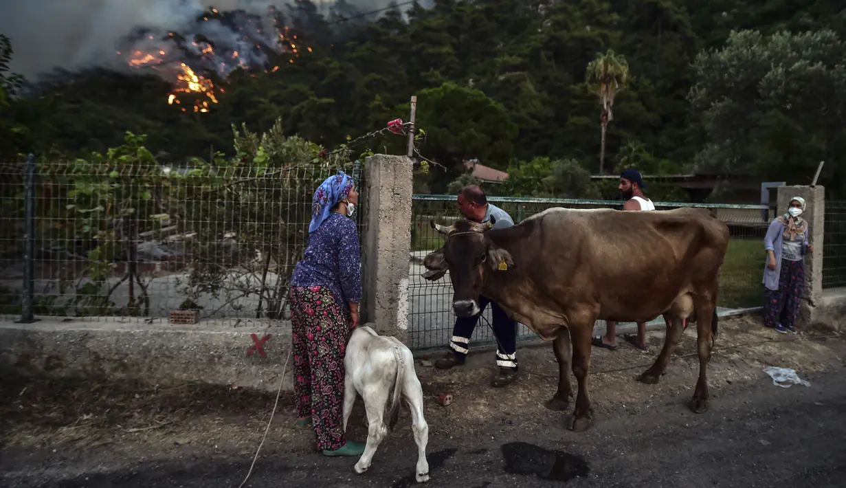Orang-orang pergi dengan membawa hewan ternak mereka saat api semakin membesar di daerah Hisaronu, Turki, Senin (2/8/2021). Api dari kebakaran hutan yang masih terus berkobar membuat sejumlah warga memilih untuk mengungsi ke tempat yang lebih aman. (AP Photo)