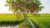 7 Pohon Buah untuk Tumpang Sari di Sawah, Tingkatkan Produktivitas dan Pendapatan Petani