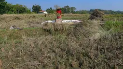 Petani memanen padi di lahan yang mengalami gagal panen di Desa Weninggalih, Kecamatan Jonggol, Kabupaten Bogor, Minggu (5/7/2026). (Merdeka.com/ Arie Basuki)