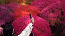 Seorang pengunjung berfoto selfie di sepanjang bunga azalea yang bermekaran di Kuil Nezu, Tokyo, pada hari musim semi yang sejuk, Senin, 15 April 2024. (AP Photo/Eugene Hoshiko)