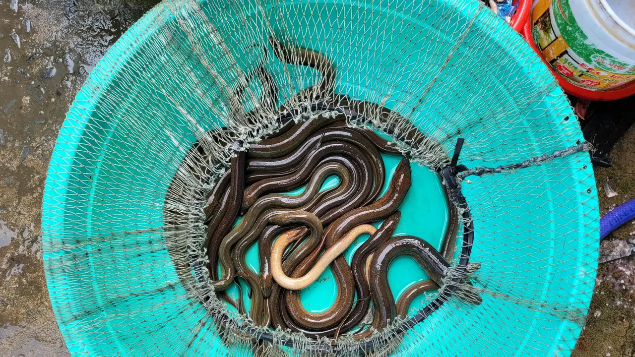 Ilustrasi belut