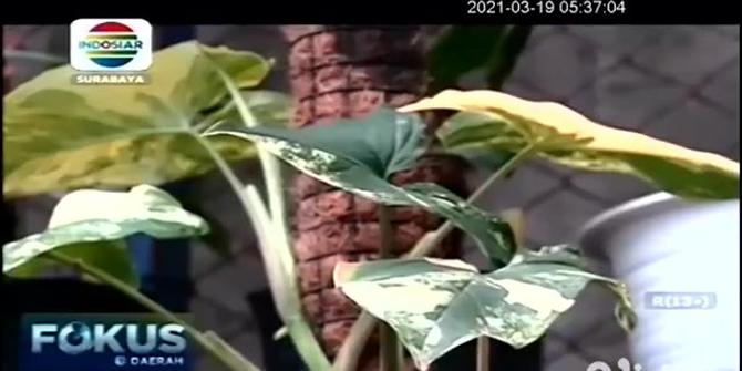 VIDEO: Membudidayakan Tanaman Hias Syngonium