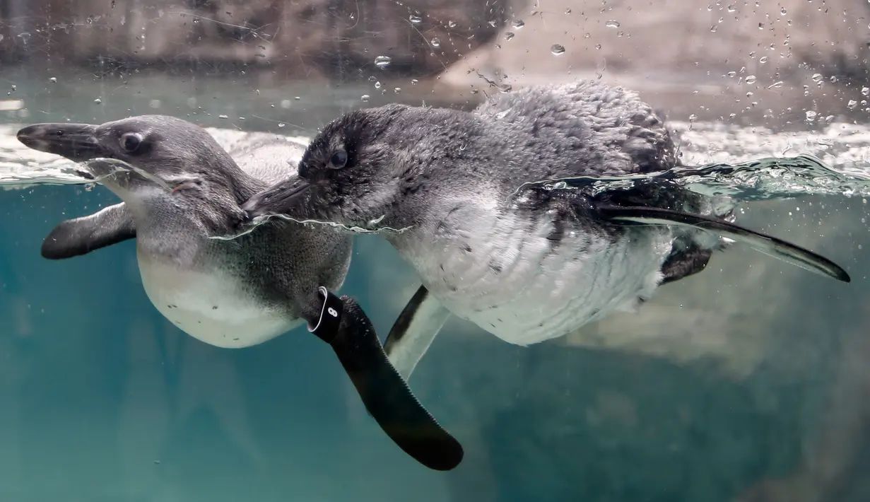 Dua ekor penguin Afrika  berenang di habitat penguin di National Aviary, Pittsburgh, 12 April 2018. Penguin Afrika adalah spesies yang terancam punah, dengan kurang dari 25.000 pasang yang tersisa di alam liar. (AP Photo/Keith Srakocic)