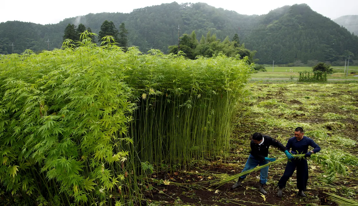 Dua pria sedang memanen tanaman ganja di sebuah perkebunan terbesar di Kanuma, Prefektur Tochigi, Jepang, 5 Juli 2016. Nantinya ganja tersebut dipanen untuk diolah kembali menjadi kain, tali ataupun kertas. (REUTERS/Issei Kato)