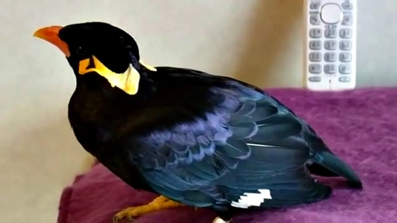 Astaga, Burung Ini Pintar 'Bicara' 