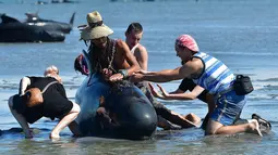 Sejumlah relawan menyiramkan air dan berusaha menarik ke tengah pantai untuk menyelamatkan ikan paus pilot yang terdampar di Farewell Spit, Selandia Baru (11/2). (AFP/Marty Melville)