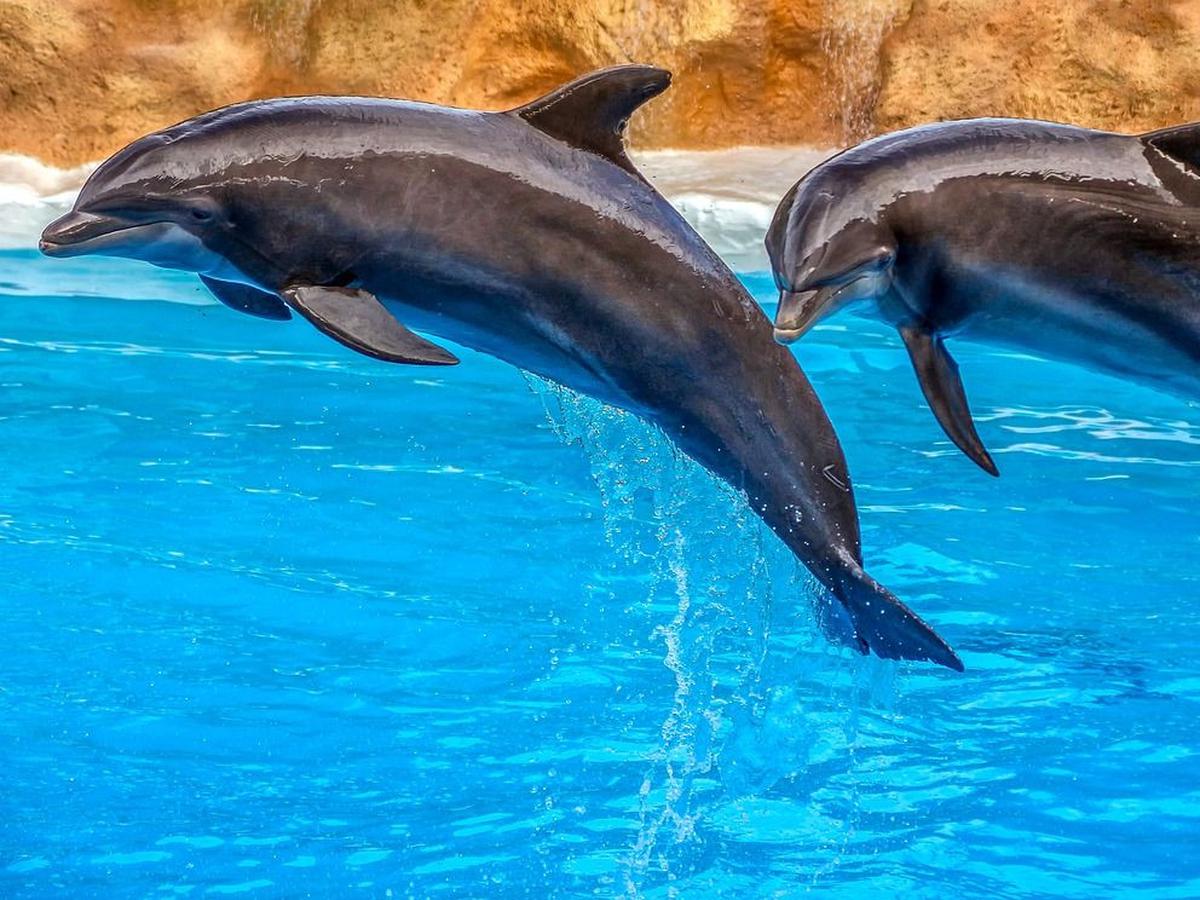 3. Batang Dolphin Center