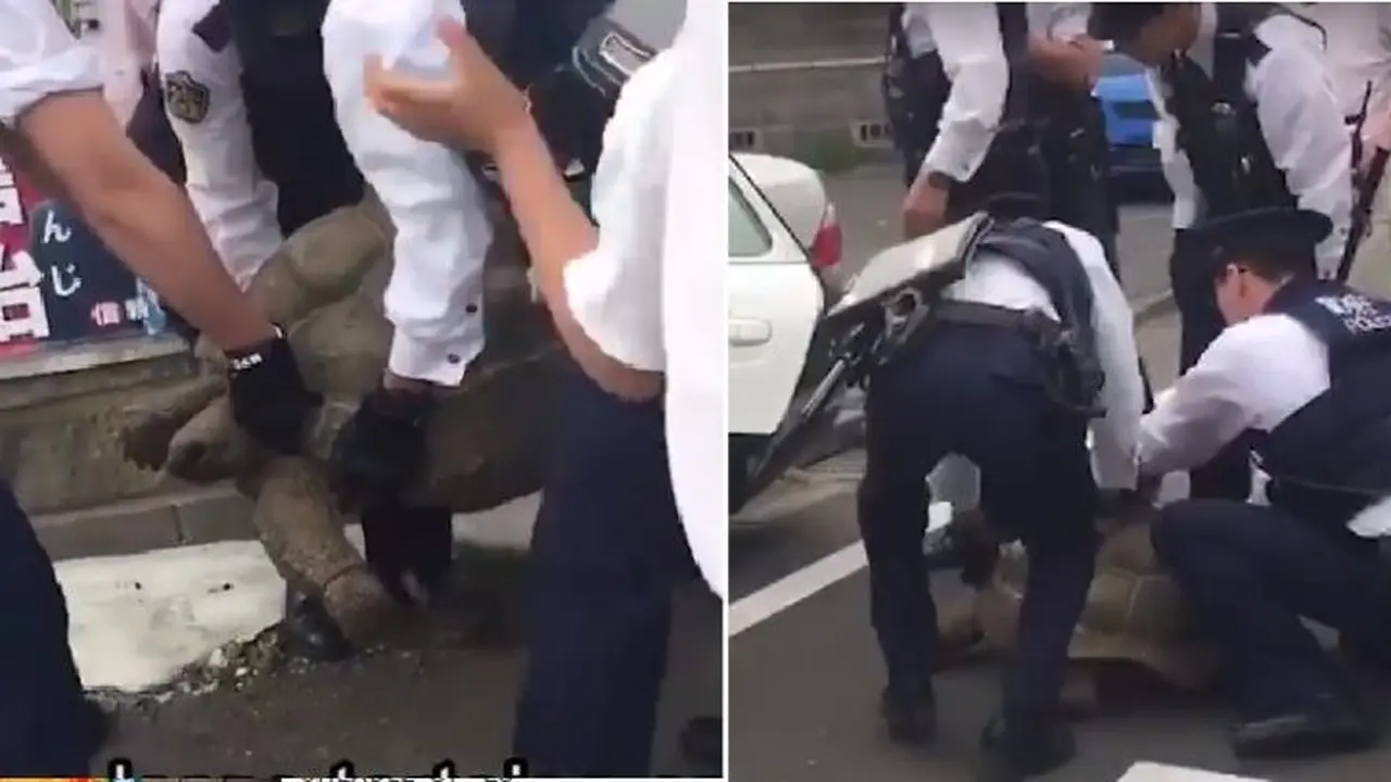 Polisi Jepang Kewalahan Tangkap Kura-Kura Seberat 30 Kilogram