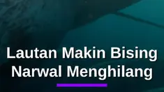 Narwal mengandalkan ekolokasi untuk berkomunikasi, mencari makan, dan bernavigasi di lautan Arktik.

Namun, peningkatan kebisingan kapal diduga mengganggu sistem tersebut dan membuat sebagian narwal meninggalkan habitatnya.

Peneliti dan komunitas adat di Kanada kini memantau kebisingan laut sert...