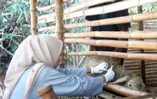 Fakta Unik: Kota Madiun Pertahankan Nol Kasus PMK, Vaksinasi Rutin Sapi & Kambing Jadi Kunci