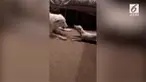 Seekor Anjing terlahir cacat. ia memiliki rupa mirip tokoh kartun Piglet dalam serial kartun Winnie The Pooh.