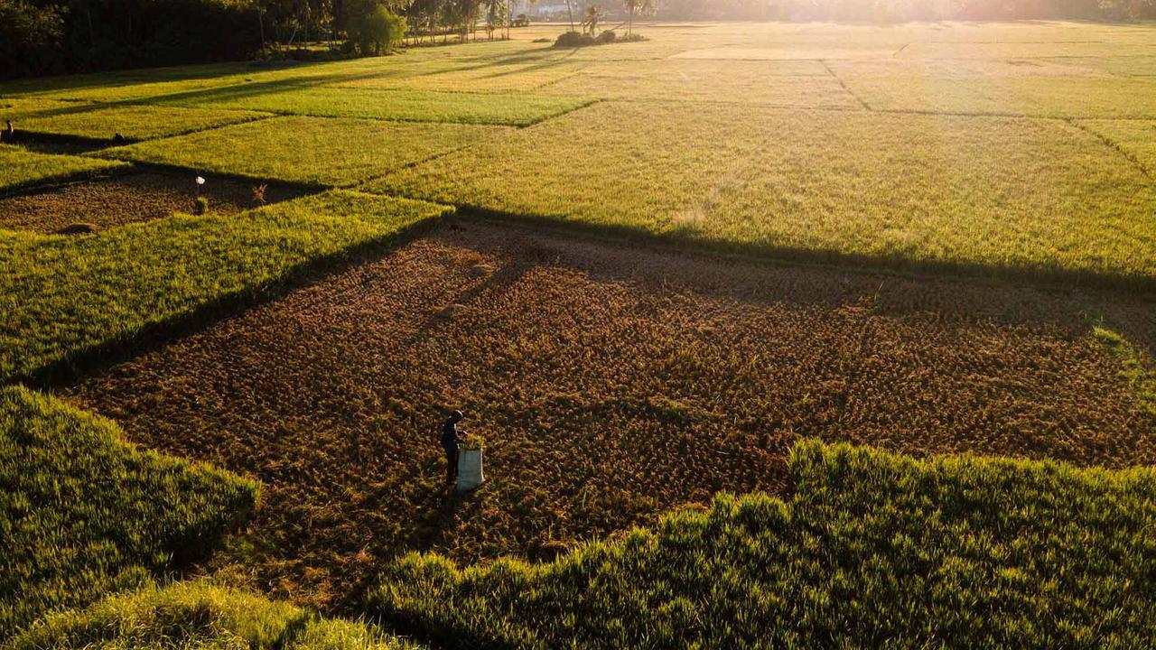 Kekeringan Rusak Ribuan Hektare Sawah di Aceh Besar