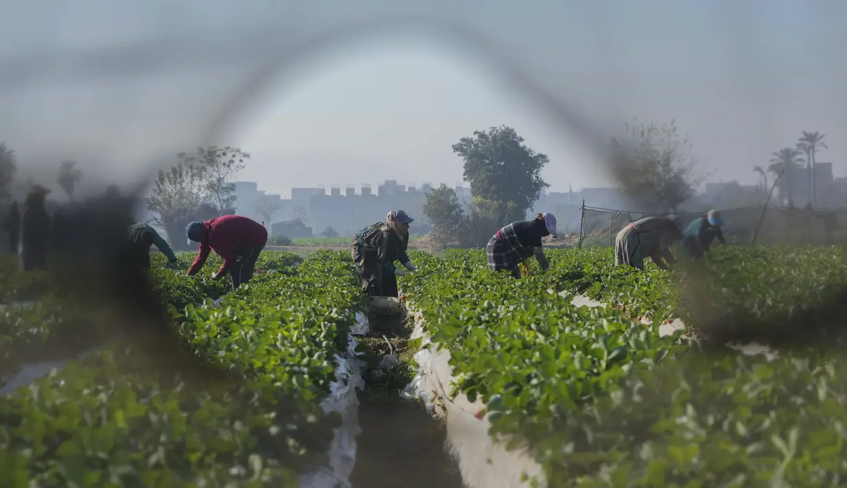 Petani Mesir terlihat melalui lubang jaring saat mereka memetik stroberi di sebuah ladang di Toukh, di luar Kairo, Rabu (18/1/2023). Mesir telah memasuki musim panen stroberi musim dingin. (AP Photo/Amr Nabil)