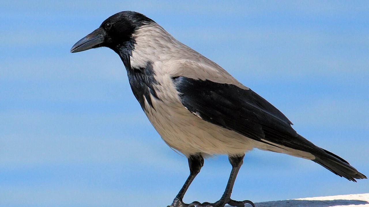 burung gagak hooded crow