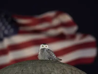 Bendera Amerika saat burung hantu salju yang langka bertengger di atas Christopher Columbus Memorial Fountain di pintu masuk Union Station, Washington, pada 7 Januari 2022. Seekor burung hantu langka terlihat mengunjungi monumen ikonik di Washington, D.C. seminggu terakhir. (AP Photo/Carolyn Kaster)