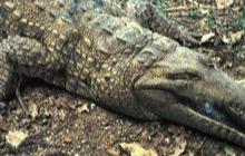 7 Reptil Terbesar di Dunia, Ada yang 6 Kali Ukuran Manusia