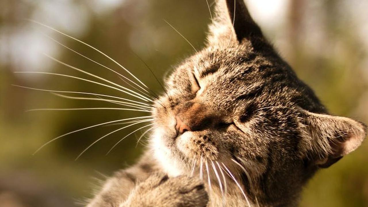 Kucing di Lingkungan Baru