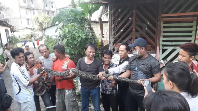 Ular Sanca Sepanjang 4 Meter dan Puluhan Telurnya Bersarang di Rumah Warga di Palembang
