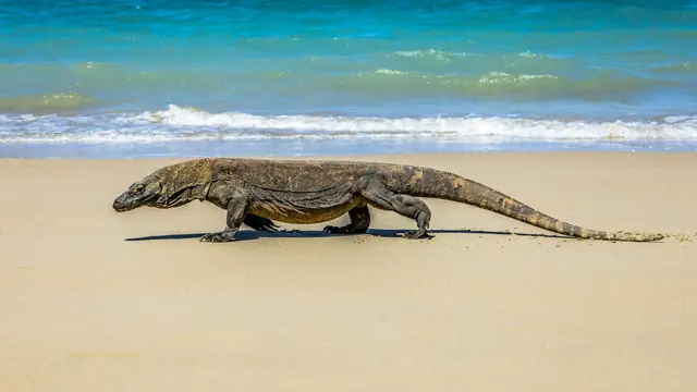 Potret Komodo