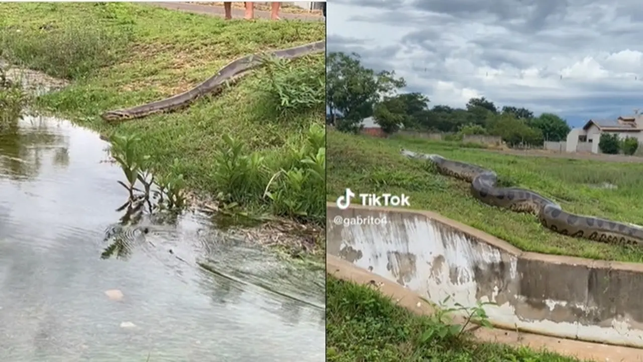Video Munculnya Ular Anaconda Jumbo di Pemukiman Ini Penampakannya Bikin Ngeri