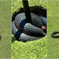 Ular hitam berbisa ditemukan melingkar di lubang golf, bikin histeris pemain. (Sumber: Instagram/thecoastgolfclub)