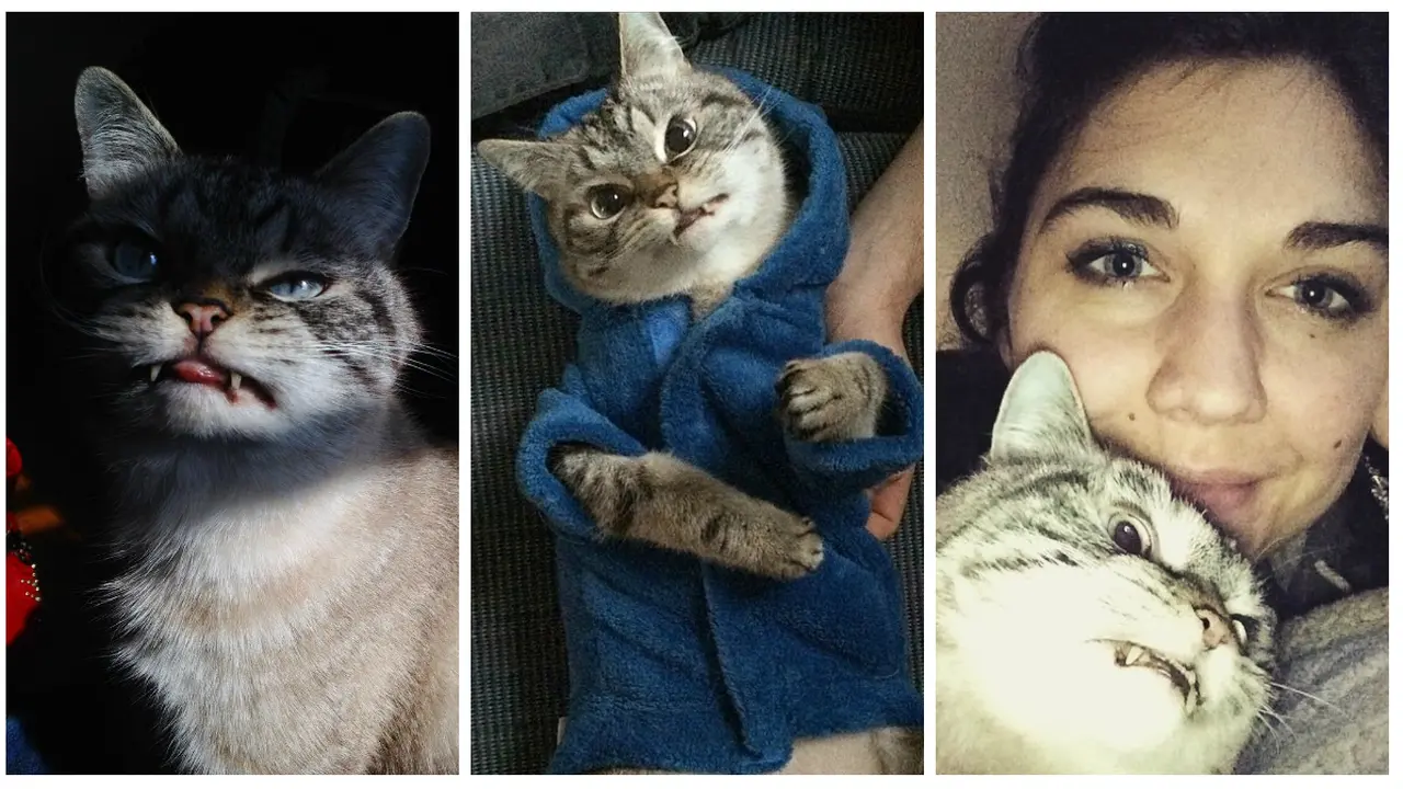 'Loki' Si Kucing Adopsi Bergigi Vampir