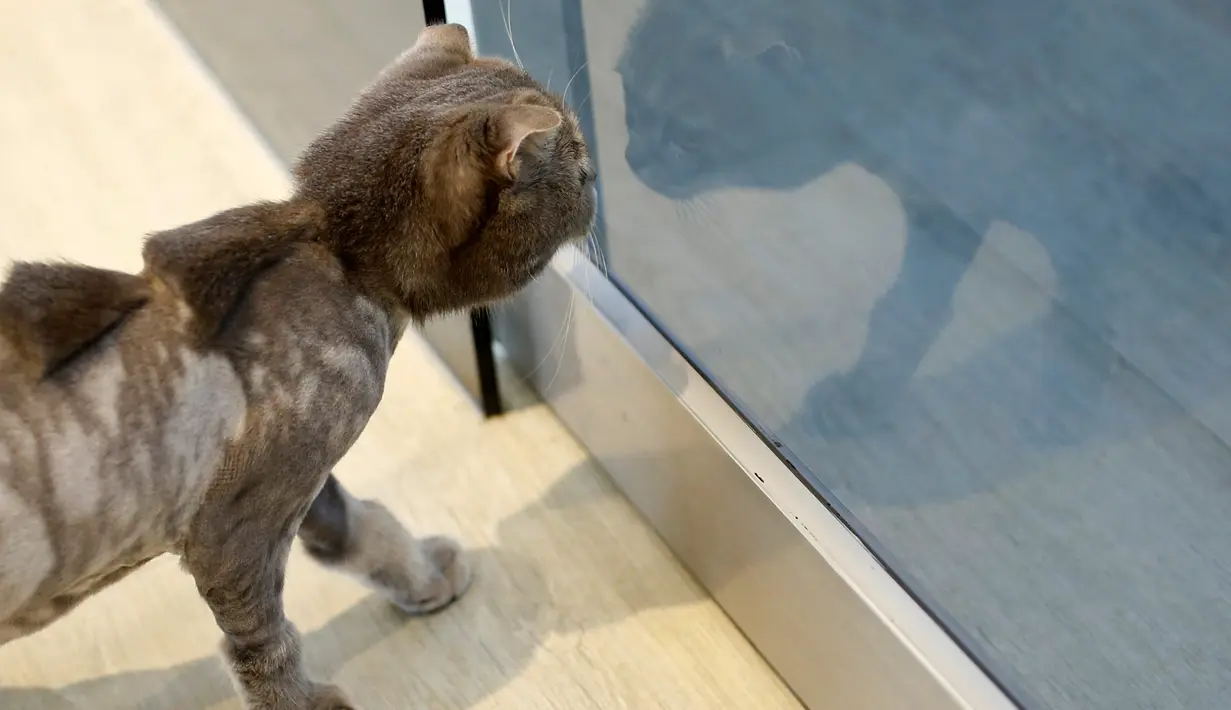 Seekor kucing setelah dipotong bulunya di salon hewan, Tainan , Taiwan, (19/6). Selain beruang ada juga karakter Hello Kitty yang bisa anda gunakan sebagai referensi pemotongan bulu hewan anda. (REUTERS / Tyrone Siu)