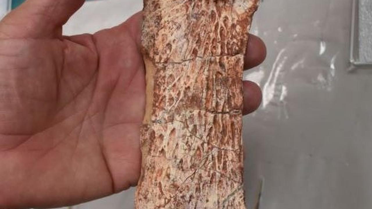 Ilmuwan Temukan Fosil Nenek Moyang Buaya Berusia 215 Juta Tahun, Hidup Jauh Sebelum Dinosaurus
